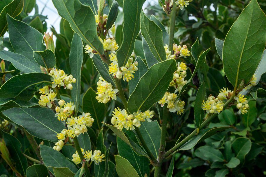lovorikovec